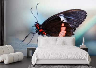 Macro shots, Beautiful nature scene. Closeup beautiful butterfly sitting on the flower in a summer garden. Wall mural