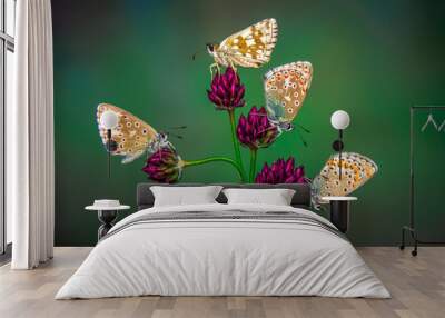 Macro shots, Beautiful nature scene. Closeup beautiful butterfly sitting on the flower in a summer garden. Wall mural