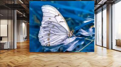 Macro shots, Beautiful nature scene. Closeup beautiful butterfly sitting on the flower in a summer garden. Wall mural