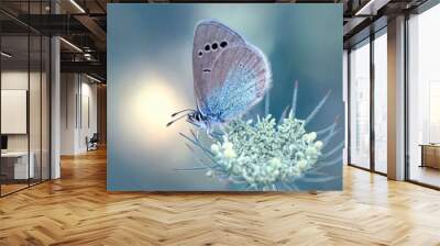 Macro shots, Beautiful nature scene. Closeup beautiful butterfly sitting on the flower in a summer garden. Wall mural