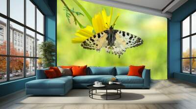 Macro shots, Beautiful nature scene. Closeup beautiful butterfly sitting on the flower in a summer garden. Wall mural