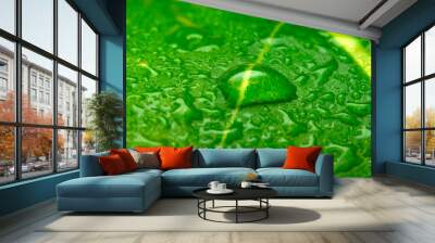 Water drops on fresh green lush leaf growing plant Wall mural