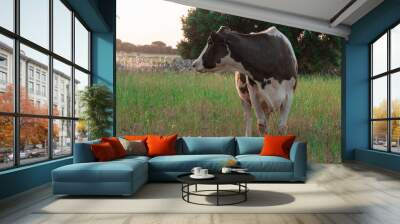 close up grazing cow Wall mural