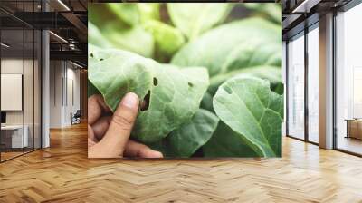 Farmer's Hand checking a Vegetable leaf with holes, eaten by pest in Organic Farm, A Worldwide Serious Trouble of Farming, Close-up Shot Wall mural