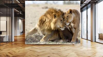 Lions in love Wall mural