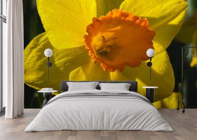 yellow daffodil flower Wall mural