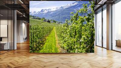 Blooming season along the Hardangerfjord Wall mural