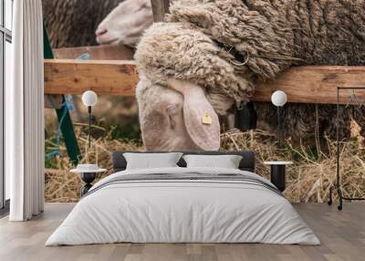 Sheep in a wooden corral eating hay Wall mural