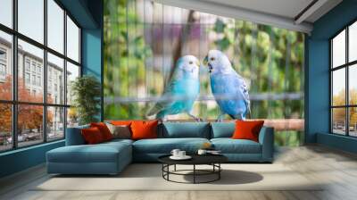 Blue wavy parrot birds couple together inside cage Wall mural