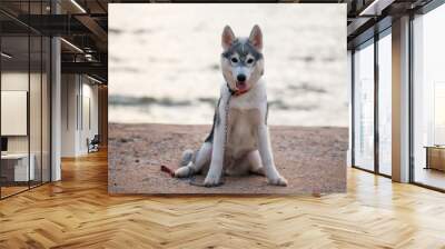 Portrait of syberian husky puppy at sand beach Wall mural