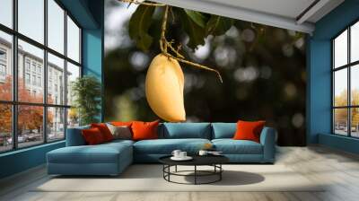 Ripe yellow mango on tree at tropical farm Wall mural