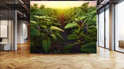 Background with a field of blackberry  plantations, sunrise. Blackberry  plants growing in a fertile soil on a field. Agriculture. generative AI

 Wall mural