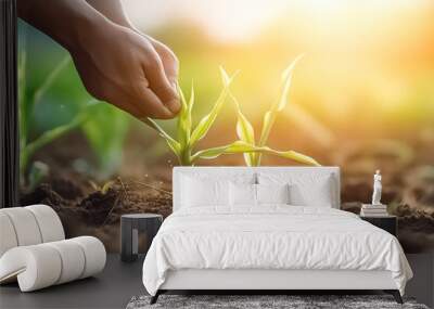 Closeup of hand touch farmer examining young corn plant in cultivated field. 
 Wall mural