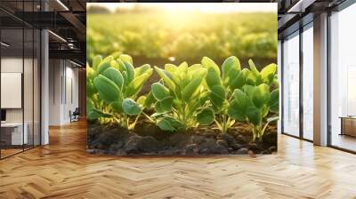 Organic spinach growing in a soil. Growing, harvesting Spinach. Healthy natural food and vegetable background concept. 
 Wall mural