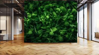 Top view on fresh organic arugula leaves top view. Versatile and nutritious vegetables, super green with antioxidants. Healthy green food and vegan background. Wall mural