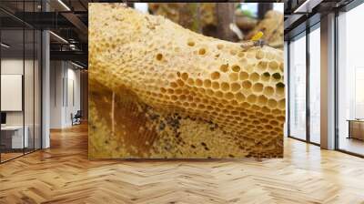 close up honeycomb Wall mural