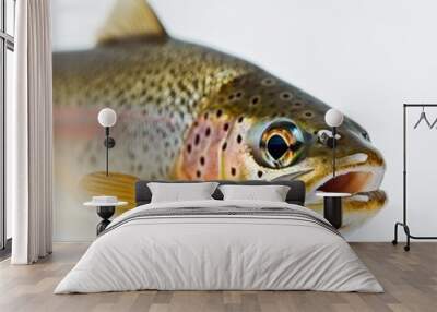 Rainbow Trout fish isolated on a white isolated background, aquatic animal Wall mural