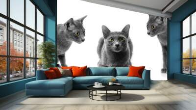 Cute gray cat collection isolated on white background.Korat cat cat Wall mural