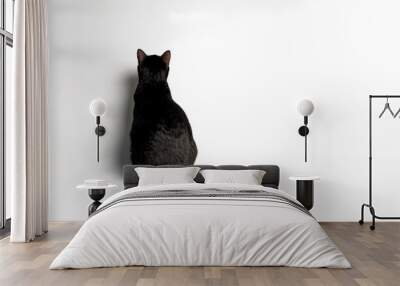 Rearview of Sitting Black cat on white background. Wall mural