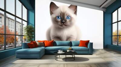 Adorable Siamese kitten with blue eyes and soft fur sitting on a white background, looking curiously ahead. Wall mural