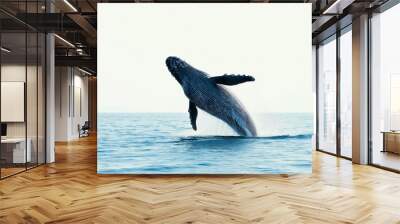 A blue whale leaping out of the ocean with water splashing and dripping off the whale  Wall mural