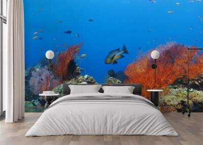 Underwater colorful rich tropical coral reef. Various colored corals and exotic fishes. Scuba diving on the underwater reef with ocean wildlife. Scuba diving underwater photography. Wall mural