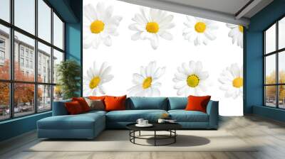 Sunny daisy flowers isolated on transparent background. Wall mural