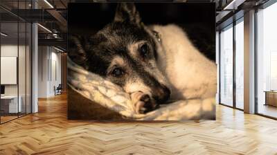 Sleepy Dog Wall mural