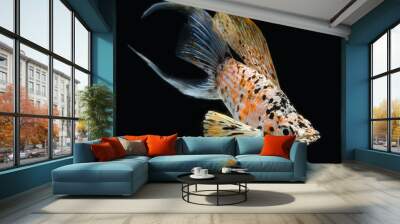 molly fish crescent tailed isolated on black background Wall mural