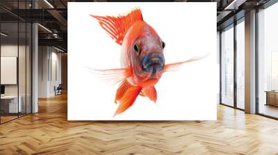 red cichlid fish, ruby red peacock fish Wall mural