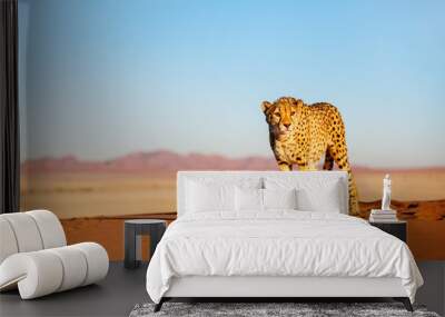 Cheetah in dunes Wall mural