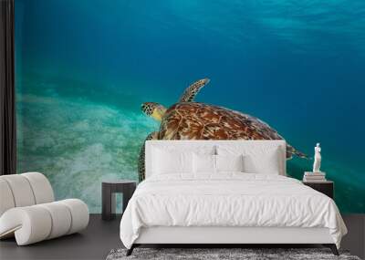 Hawksbill sea turtle Wall mural