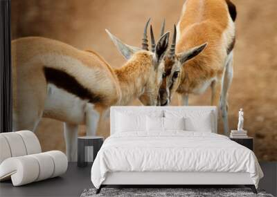 Thomsons gazelle Wall mural