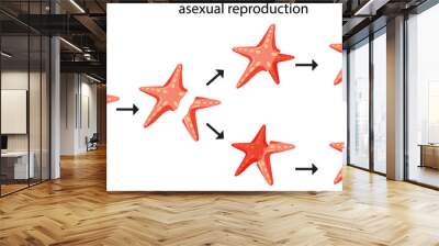 Asexual reproduction fragmentation with starfish Wall mural