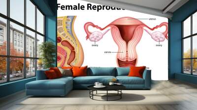 Diagram showing female reproductive system Wall mural