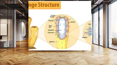 Diagram showing structure of sponge Wall mural