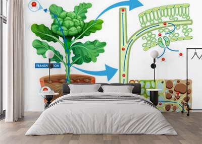 Digram showing the movement of water in plants Wall mural