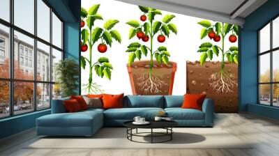 Set of tomatoes plant with roots isolated on white background Wall mural