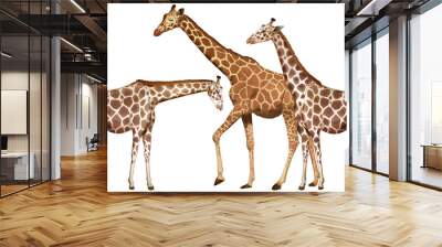 Three tall giraffes on white background Wall mural