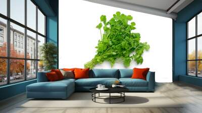 Fresh raw cilantro bunch isolated white background. Organic cilantro closeup  Wall mural