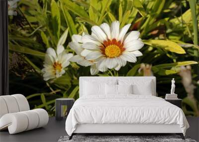 white zinnia Wall mural