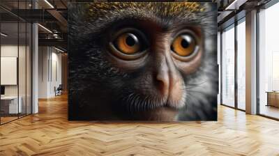 Portrait of a beautiful African Macaque in close-up Macro photography on dark background.  Wall mural