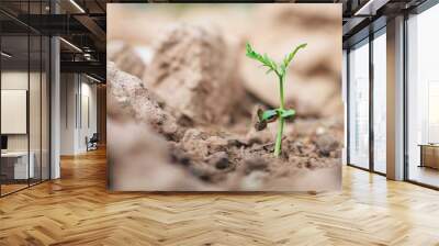 The sapling of a tree grows from seed in natural soil. Wall mural