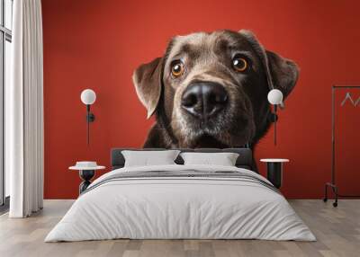 Portrait of a young Labrador dog, closeup, isolated on a red background Wall mural