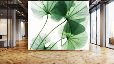 Green Centella Asiatica leaves on white background, macro detail Wall mural