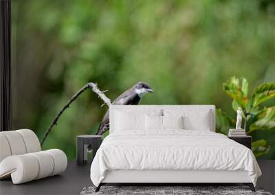 An eastern kingbird perched on a tree branch in Ontario, Canada. Wall mural