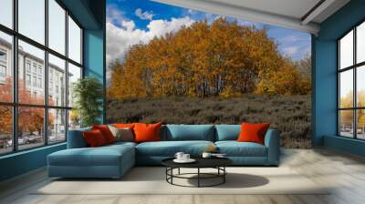 Aspen trees displaying fall color in the steens mountains in south central Oregon., near Frenchglen Wall mural