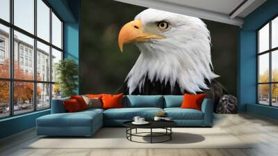 bald eagle portrait Wall mural