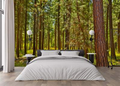 Ponderosa pine forest and green grass meadow near Sisters, Oregon Wall mural