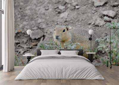 Wild black-tailed prairie dog at Grasslands National Park,  Wall mural